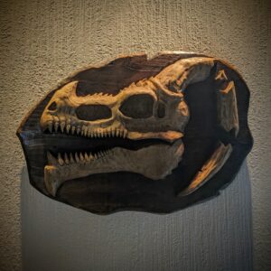 •Fossile Crâne de Dragon•